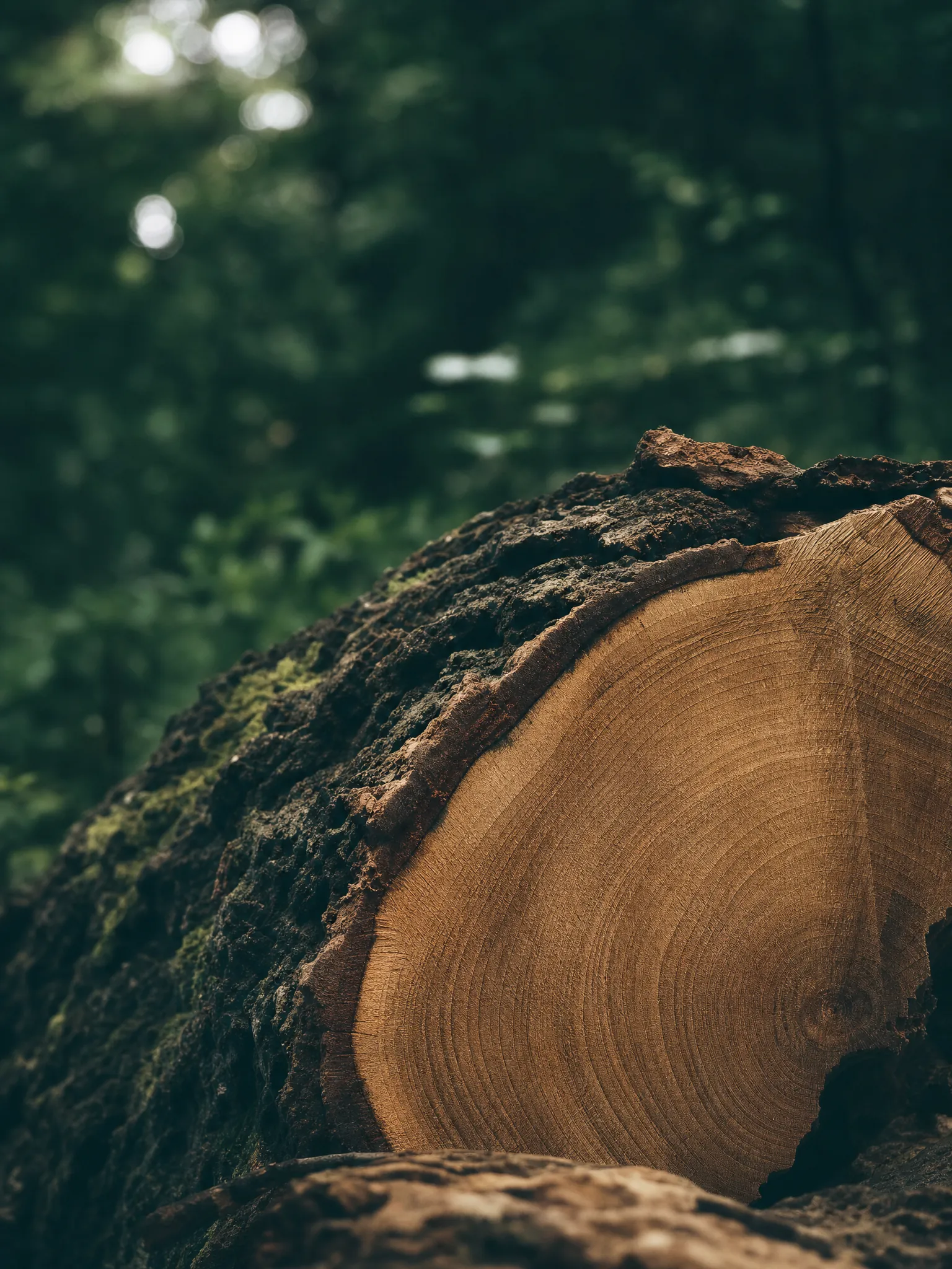 Tree growth rings — timber from the forest